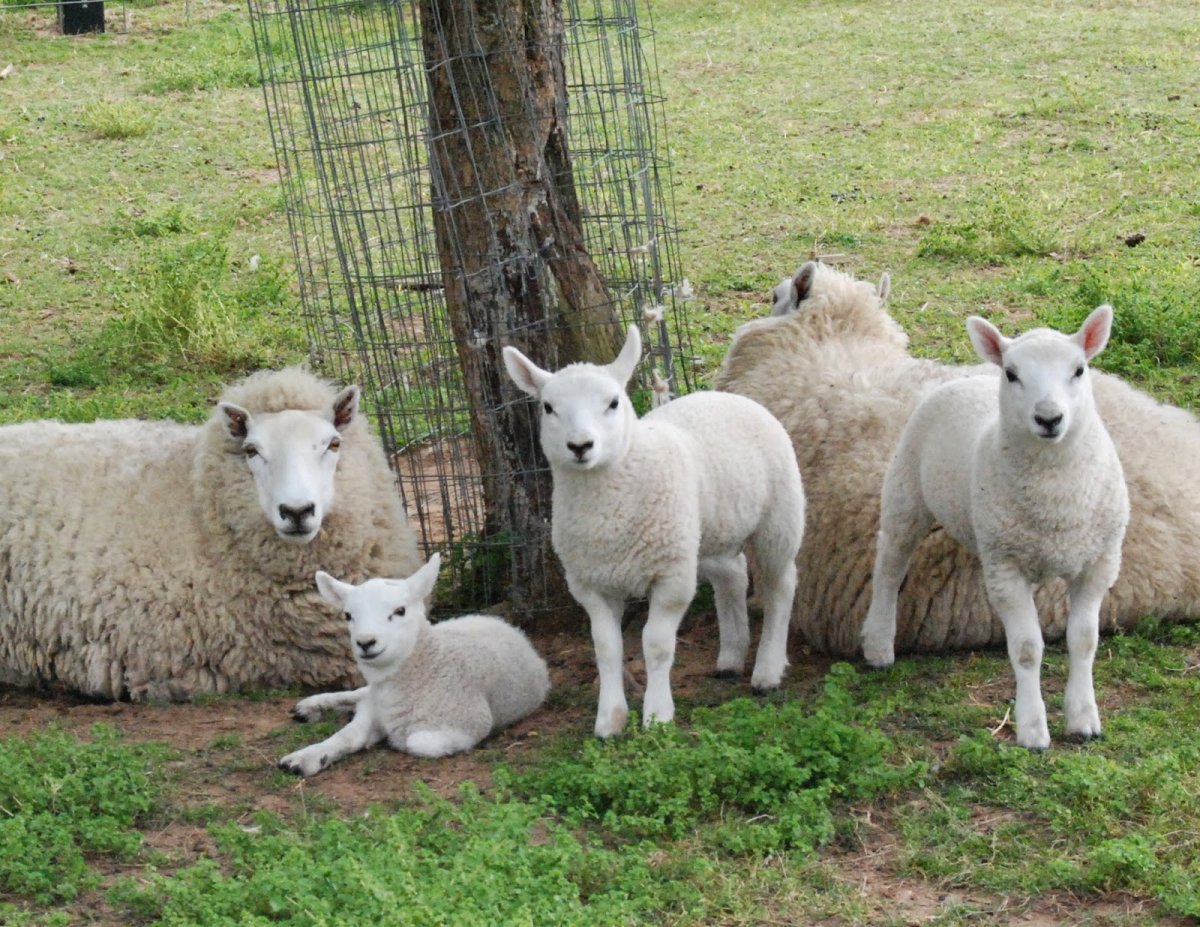 Карликовые шевиот.