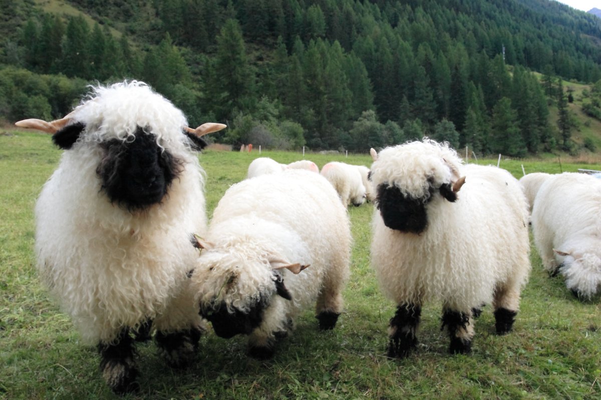 Бараны разных пород