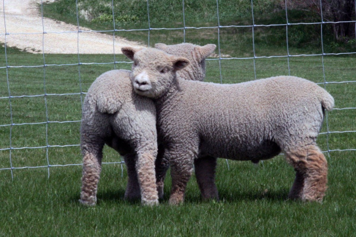 Карликовые овцы Уэссан