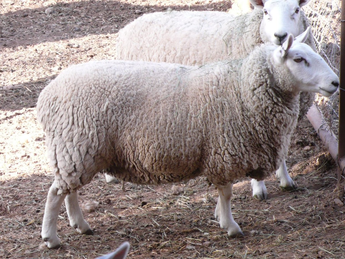 Шевиот порода овец