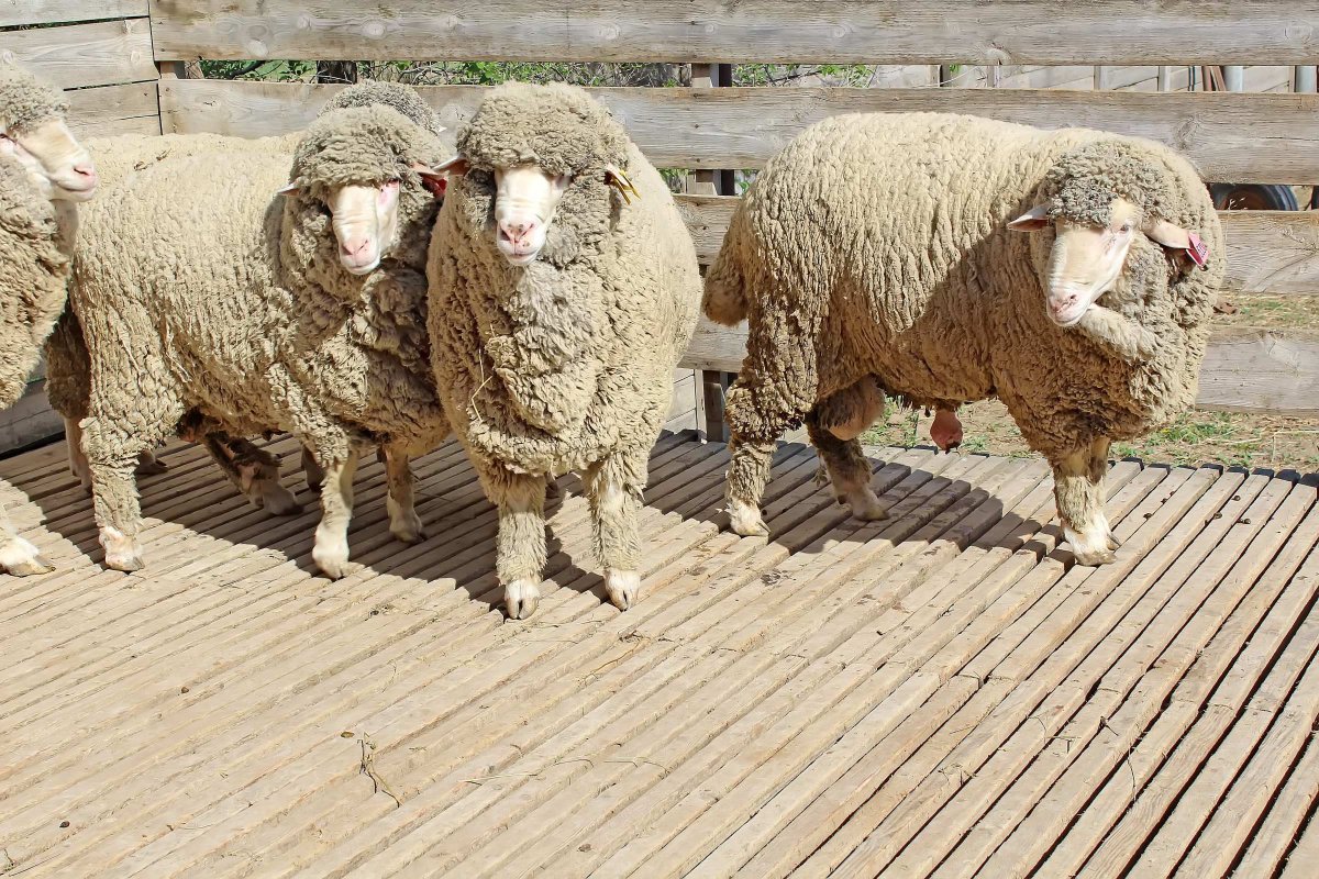 Алтайская тонкорунная порода овец