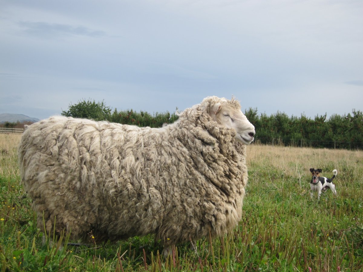 Асканийская порода овец