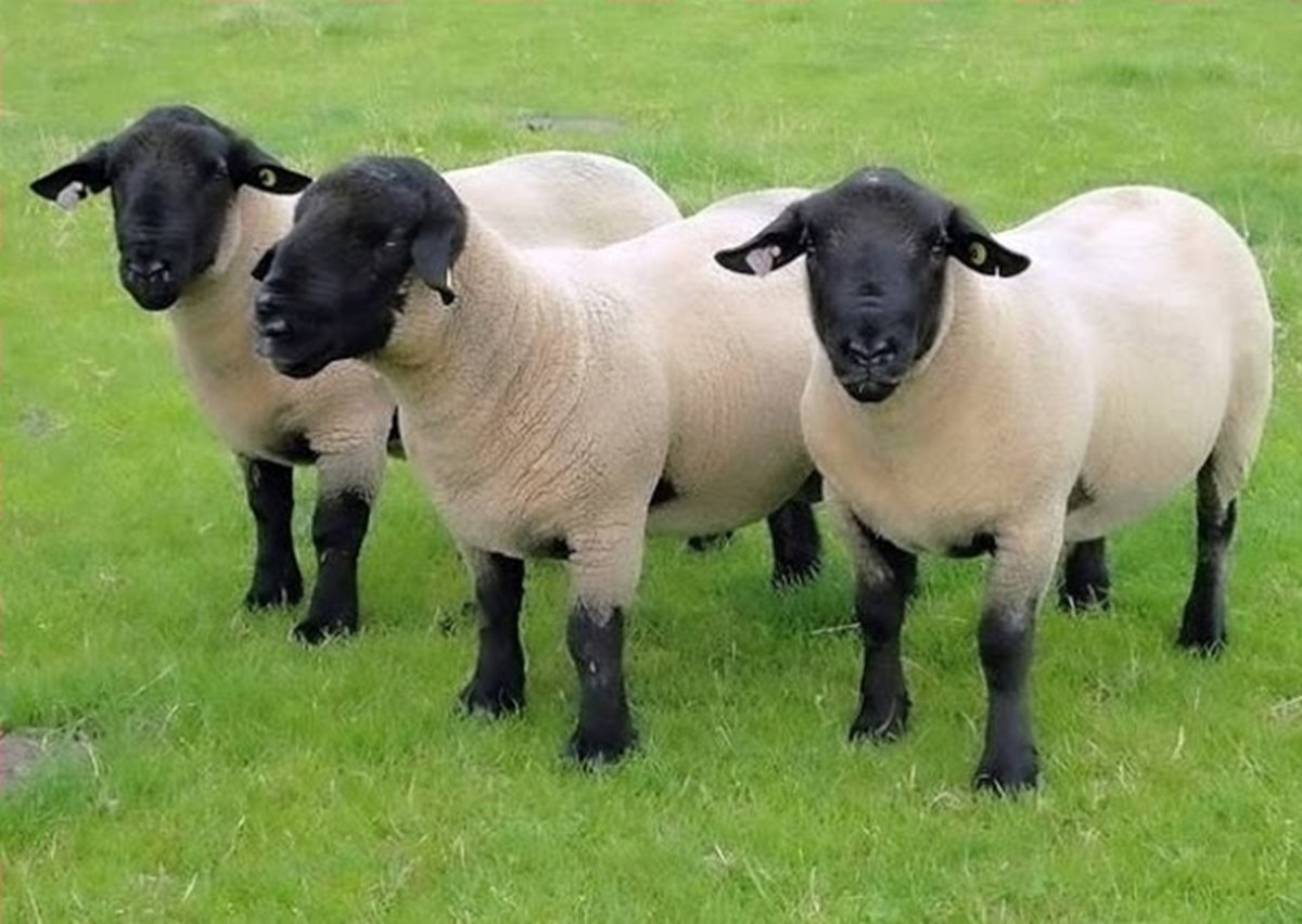 Саффолк порода овец