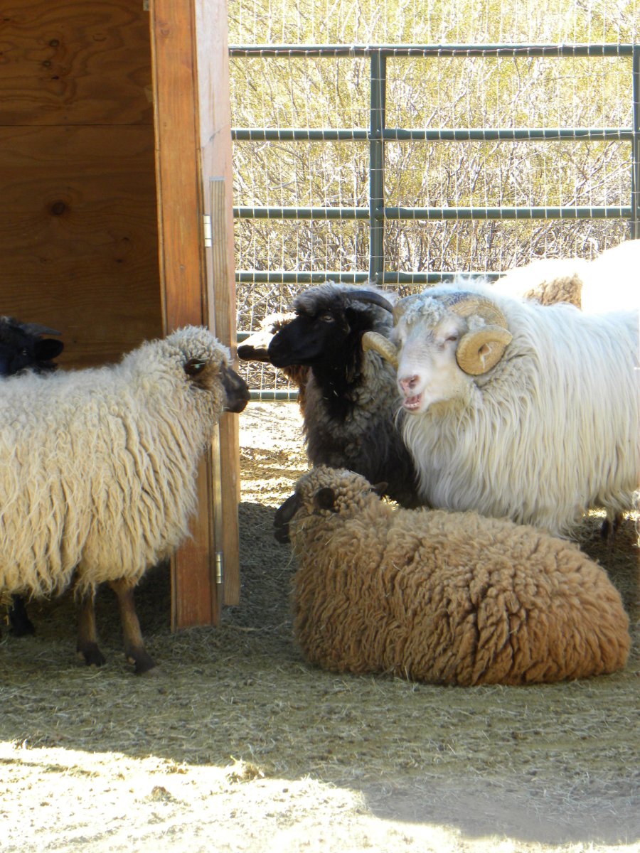 Порода овец Долан