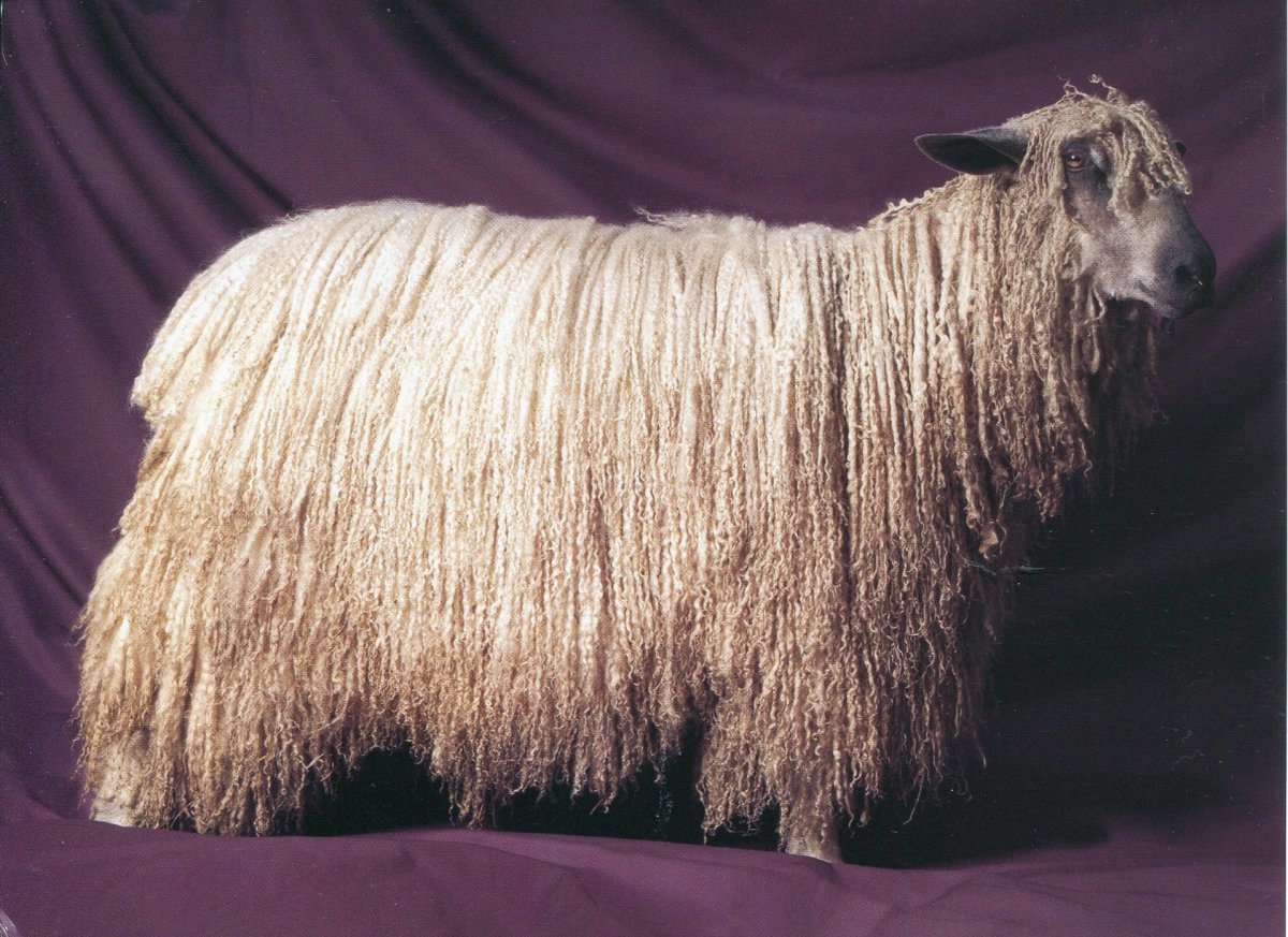 Сараджинская порода овец