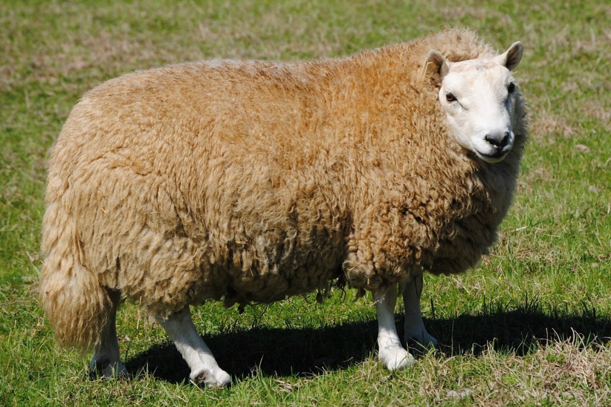 Шевиот порода овец