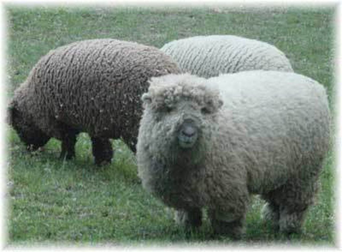 Саутдаун порода овец