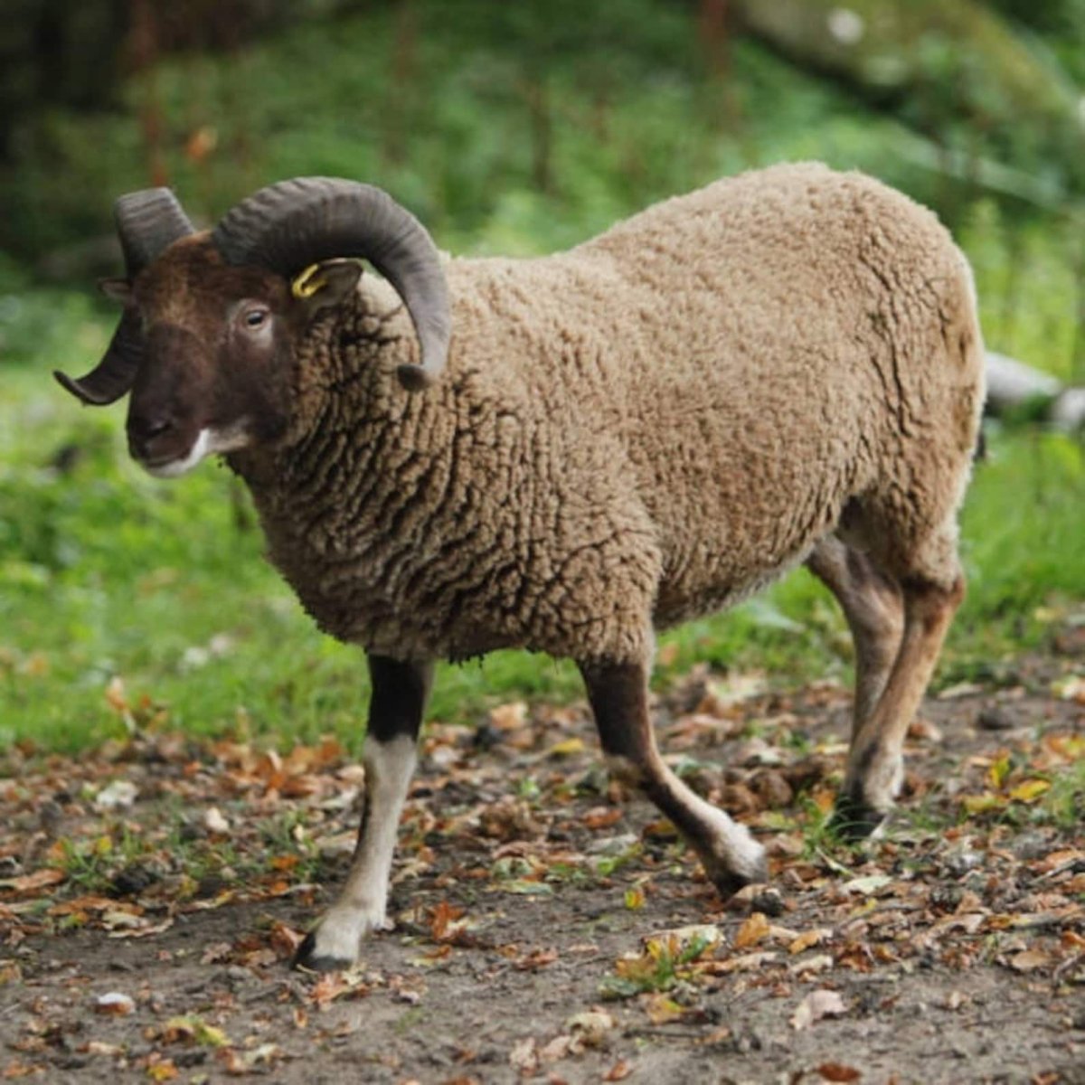 Азербайджанская порода овец