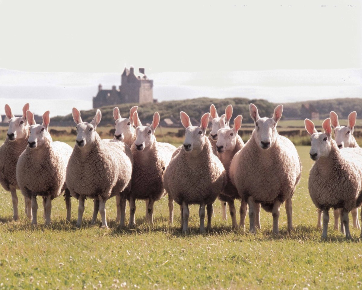 Бордер Лейстер