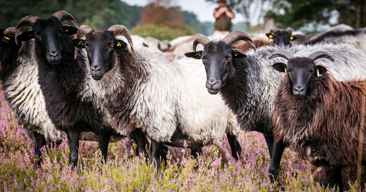Люнебургская Пустошь овцы