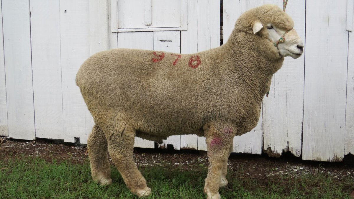 Корридейл (Corriedale)