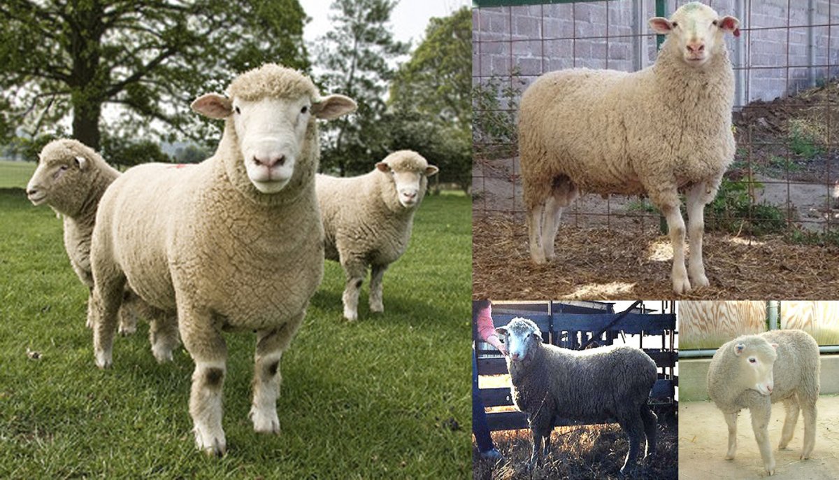 Мясные породы овец