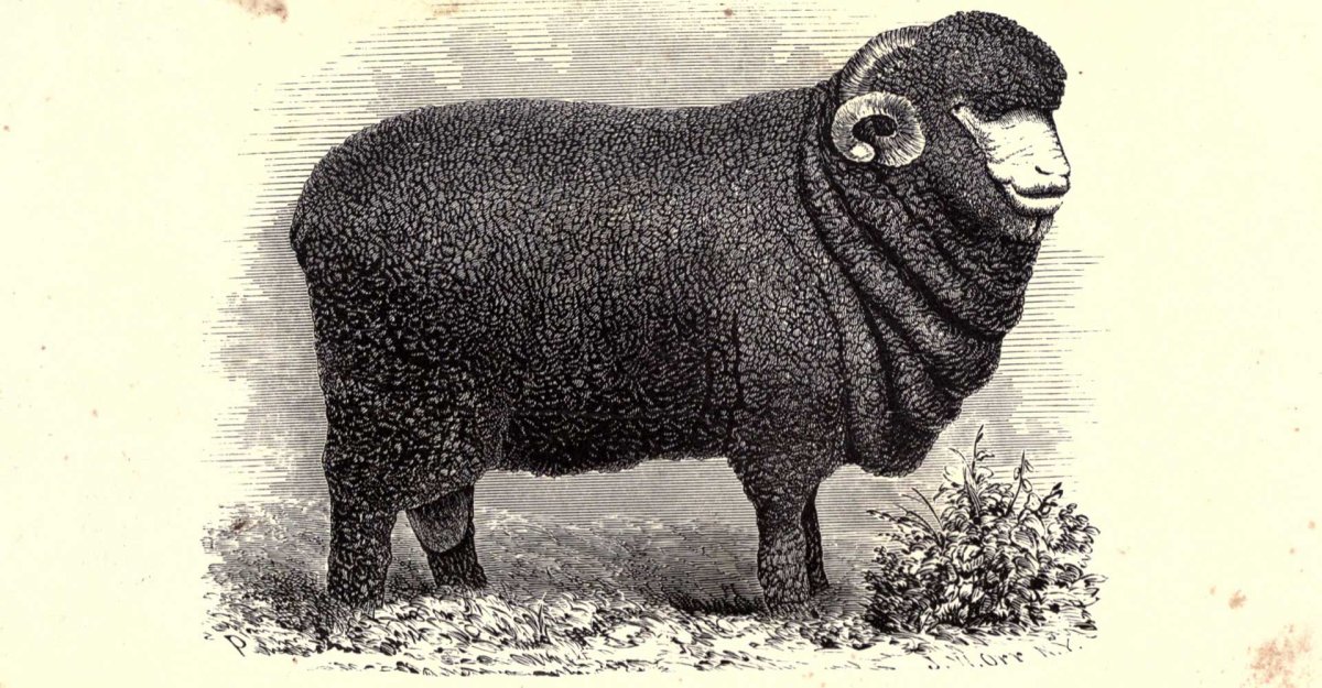 Синеголовая овца Франция