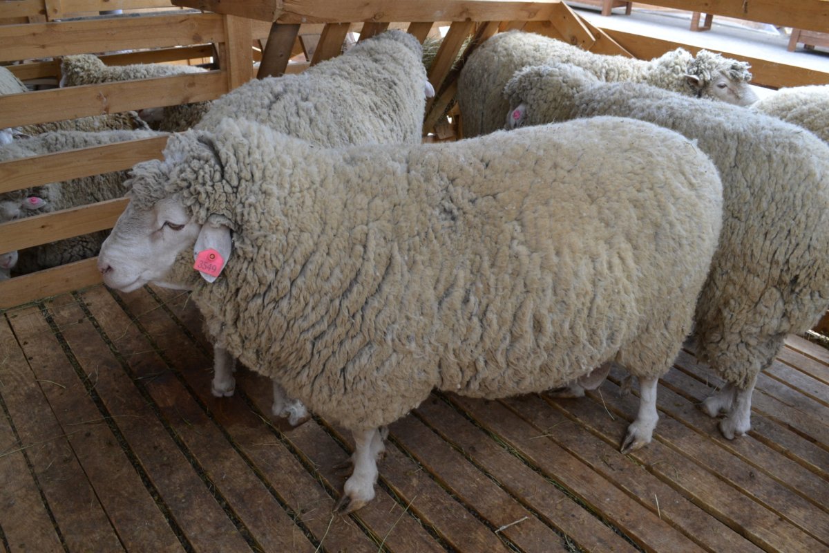 Порода овец Алтайская мясная