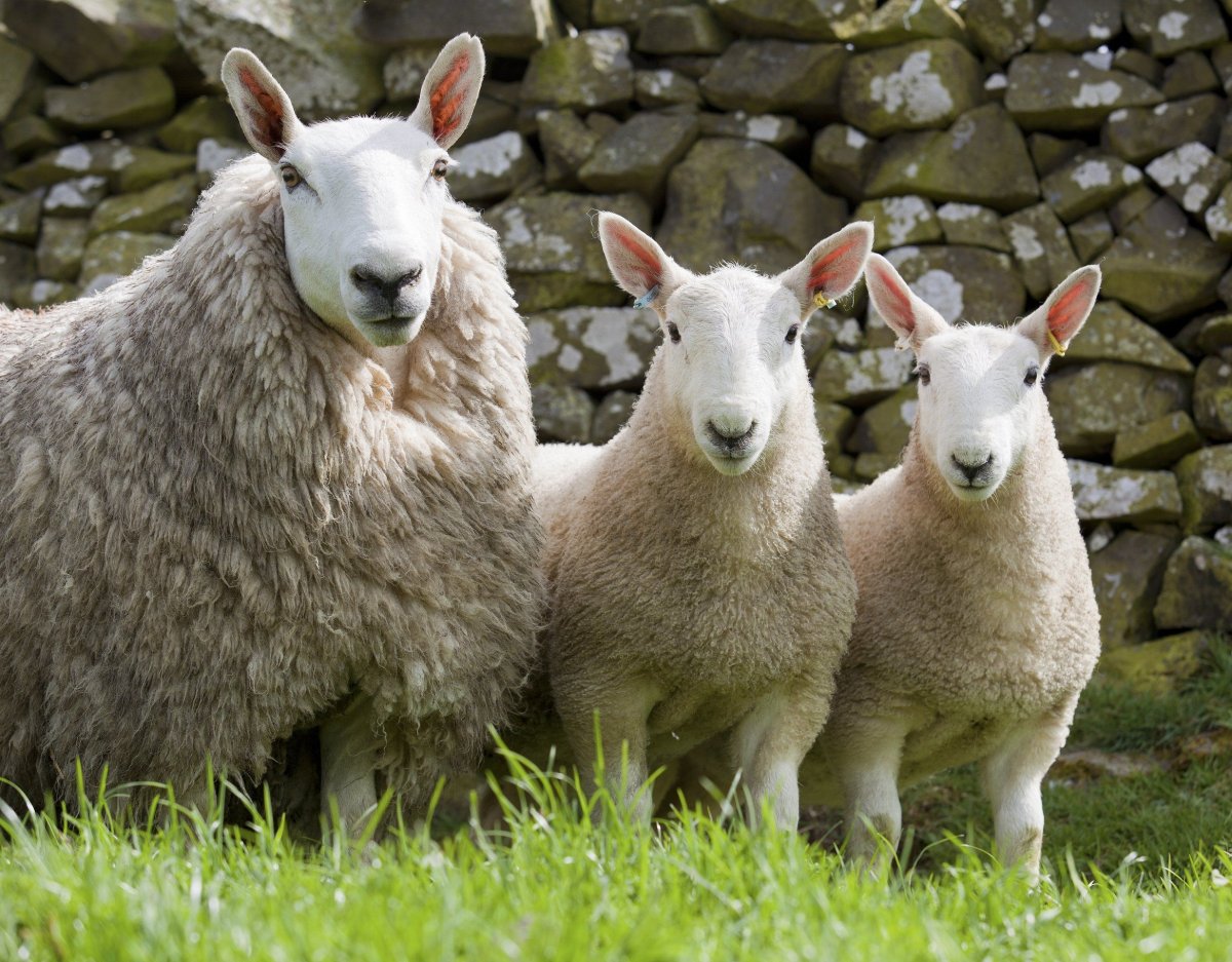 Шевиот порода овец