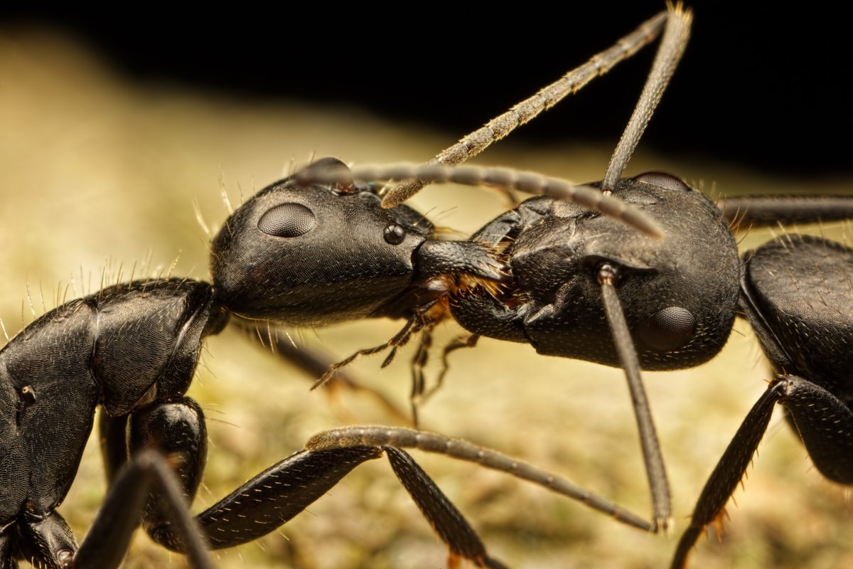 Коричневый муравей