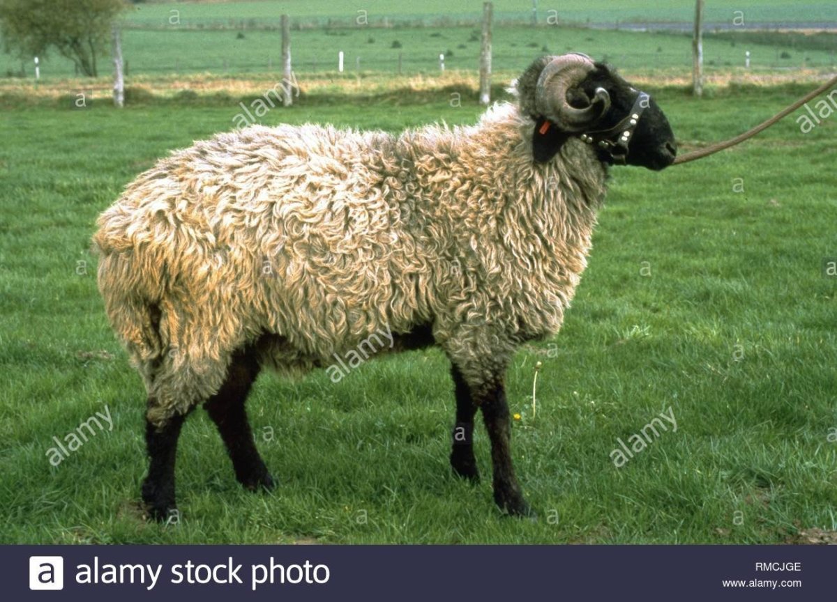 Каракульская порода овец Таджикистан