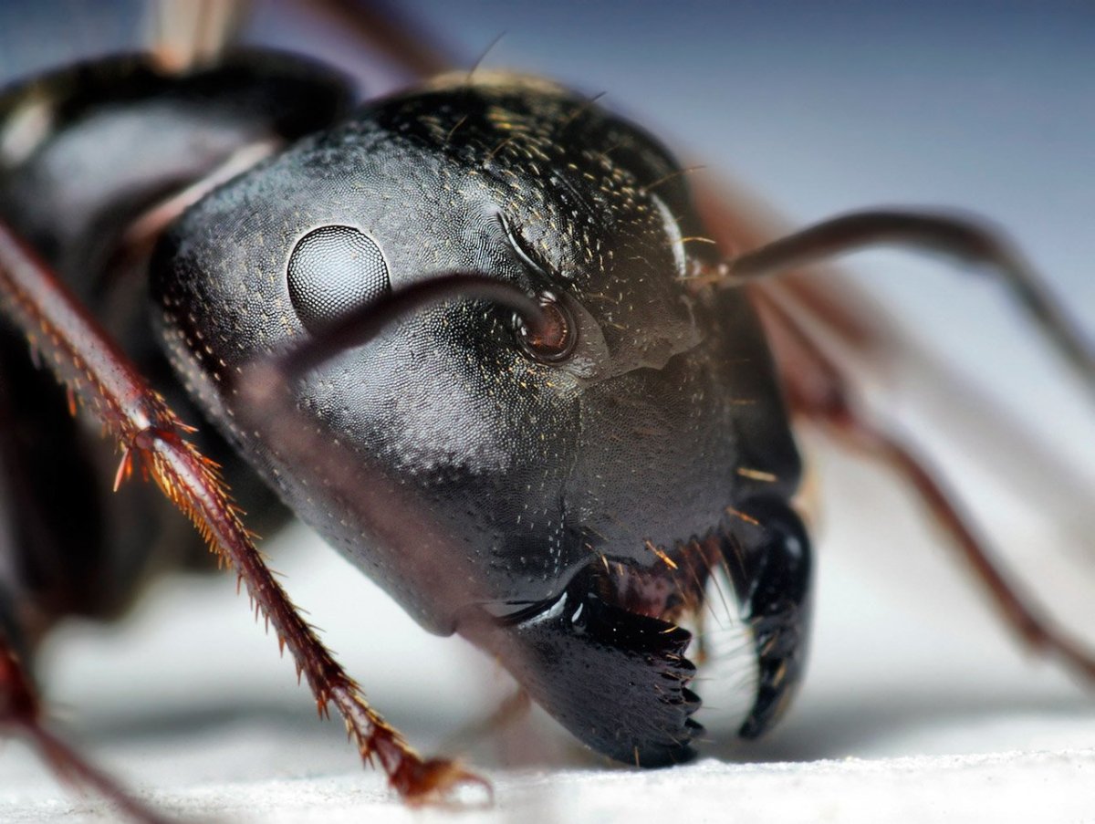Camponotus pennsylvanicus