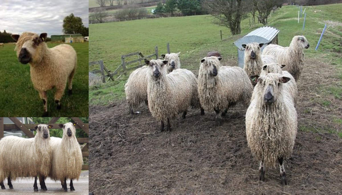 Породы овец Тисвотер