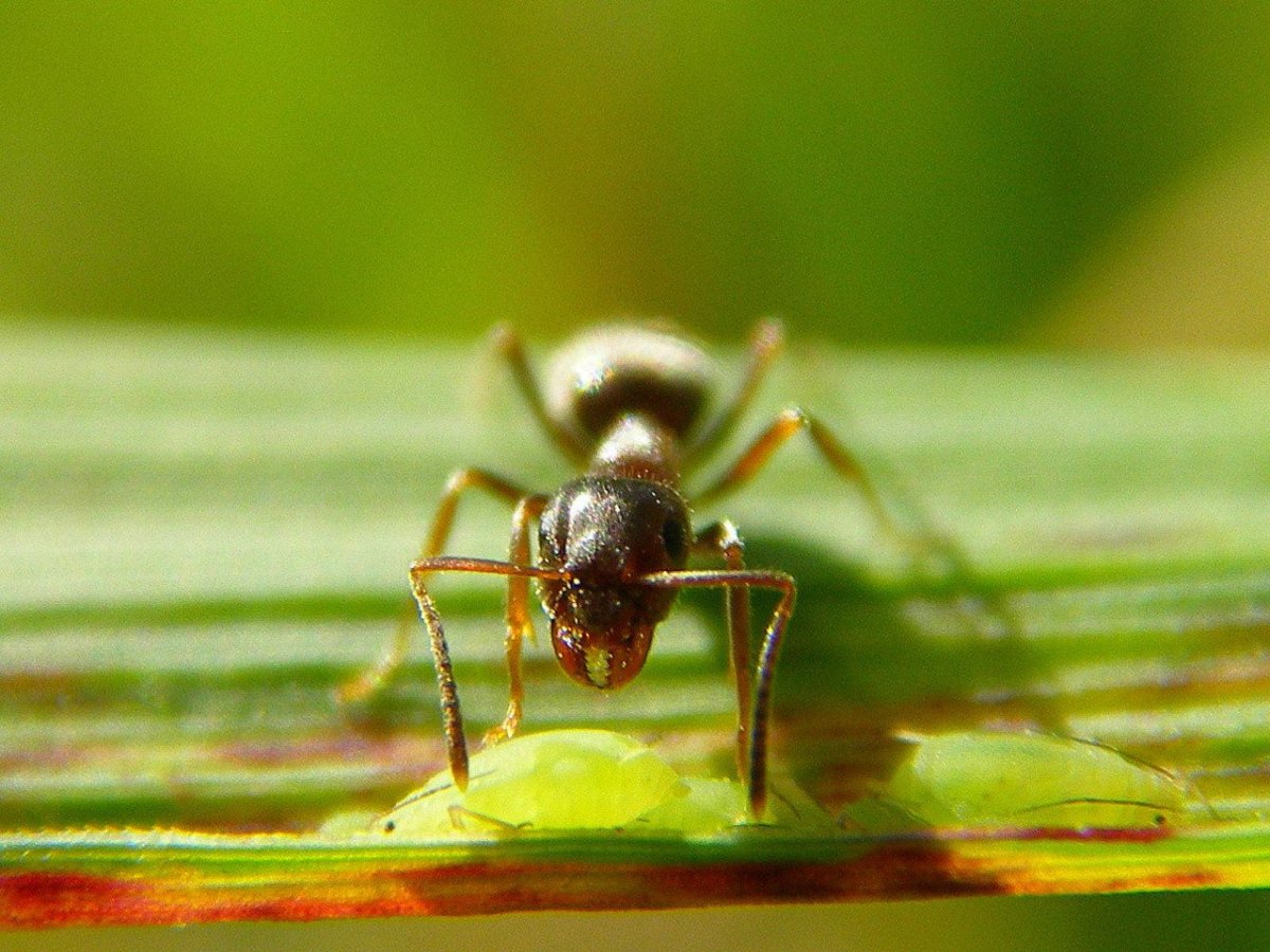 Муравей вблизи тело