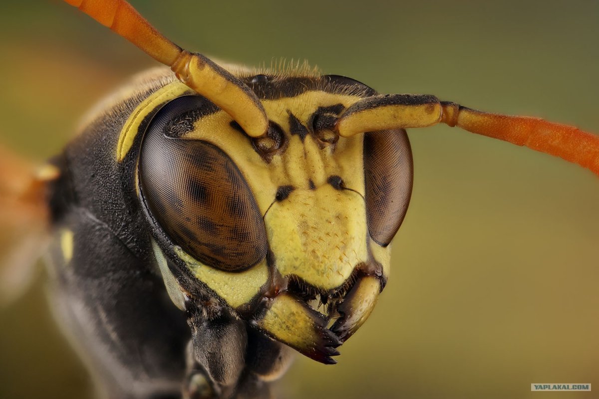Шершень обыкновенный картинки