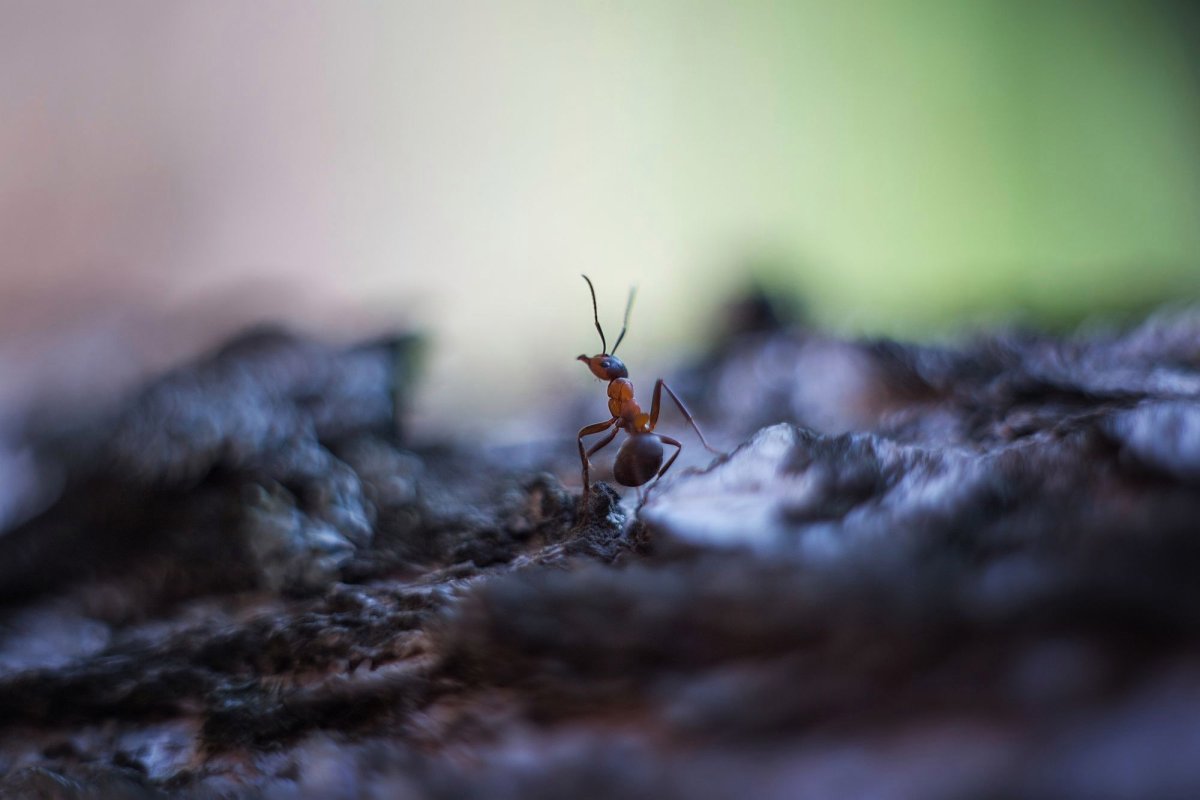 Муравьи Эстетика