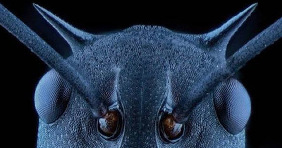 Муравьев под микроскопом