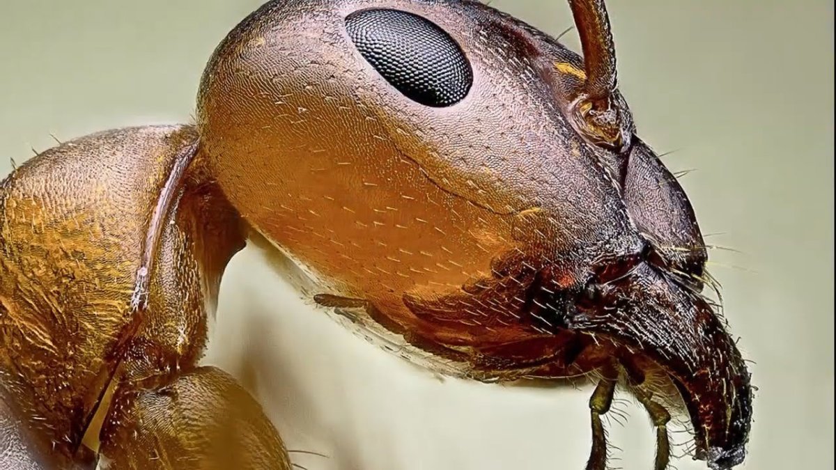 Глаза муравья под микроскопом