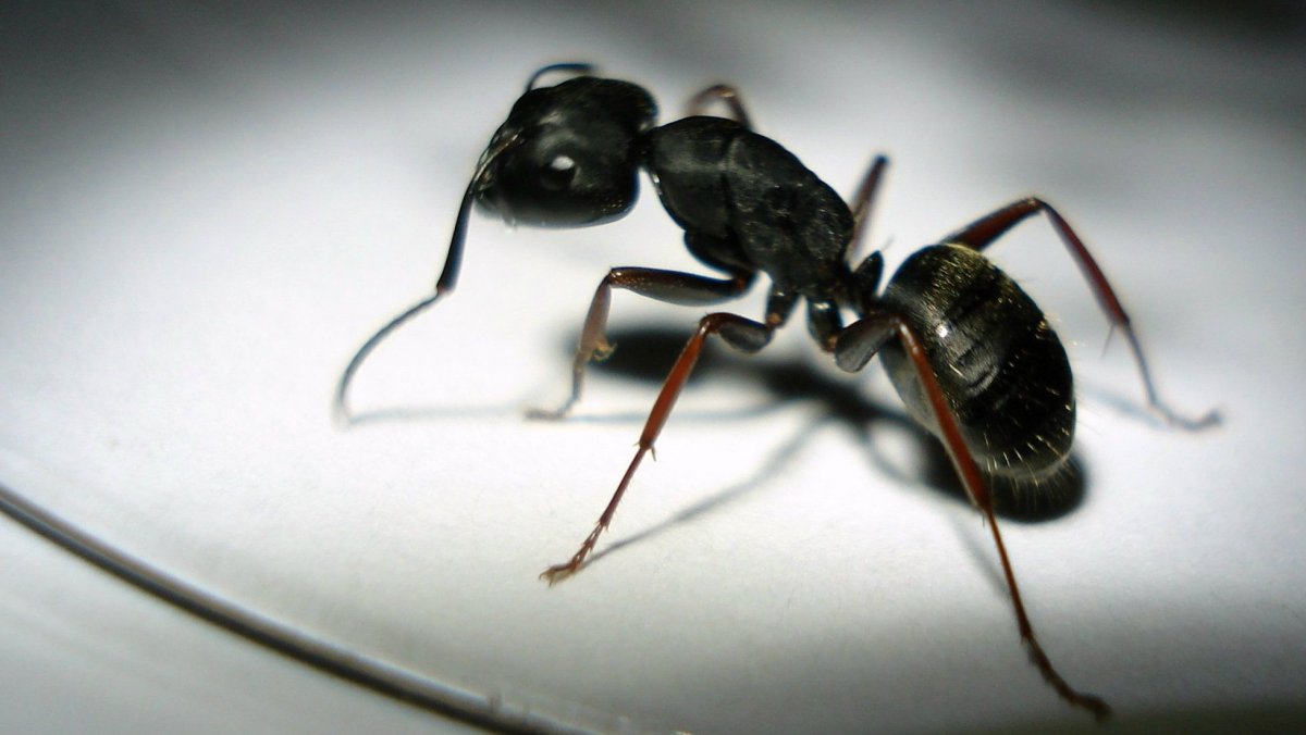 Муравей большой черно белый