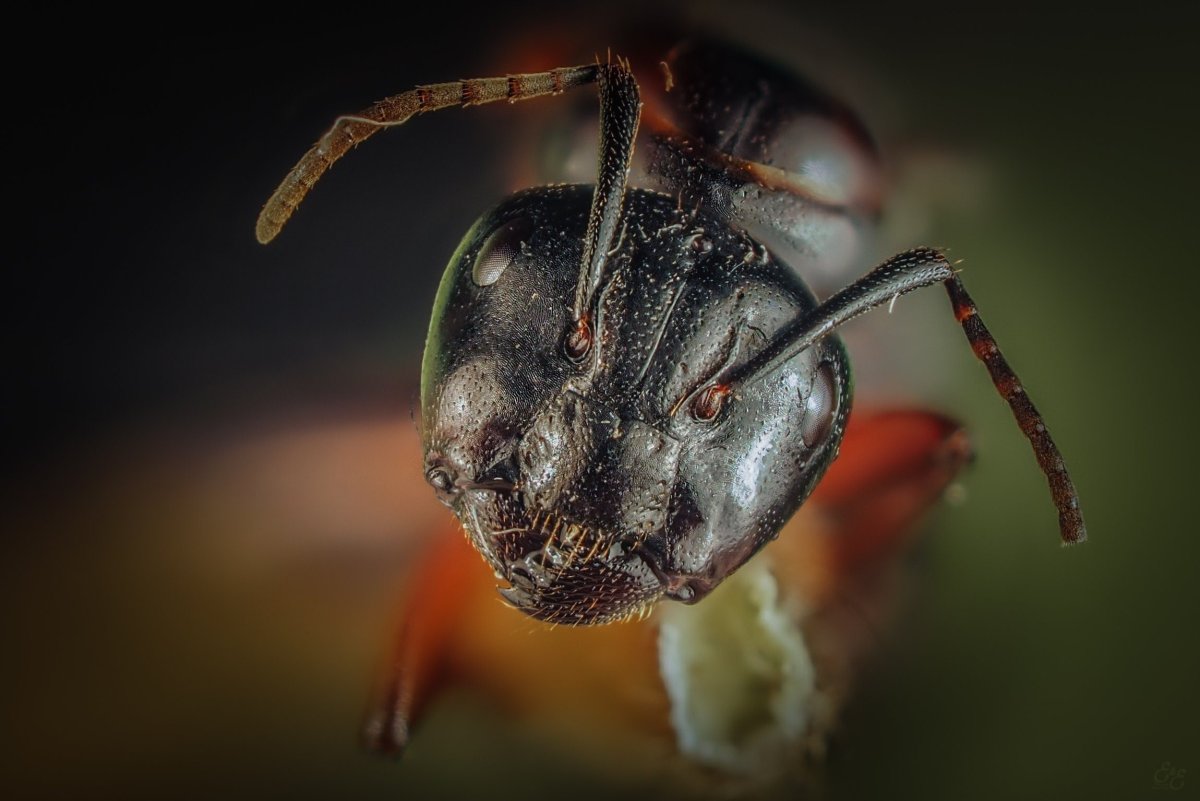 Глаза у муравьев