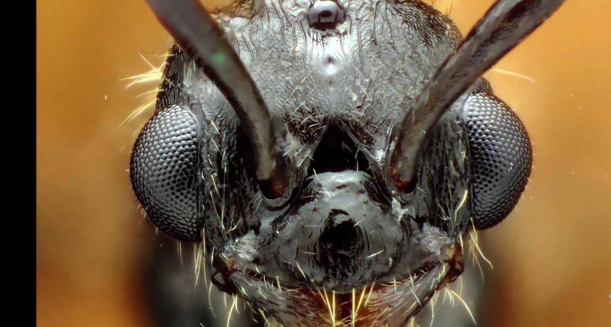 Бабочки вблизи страшные