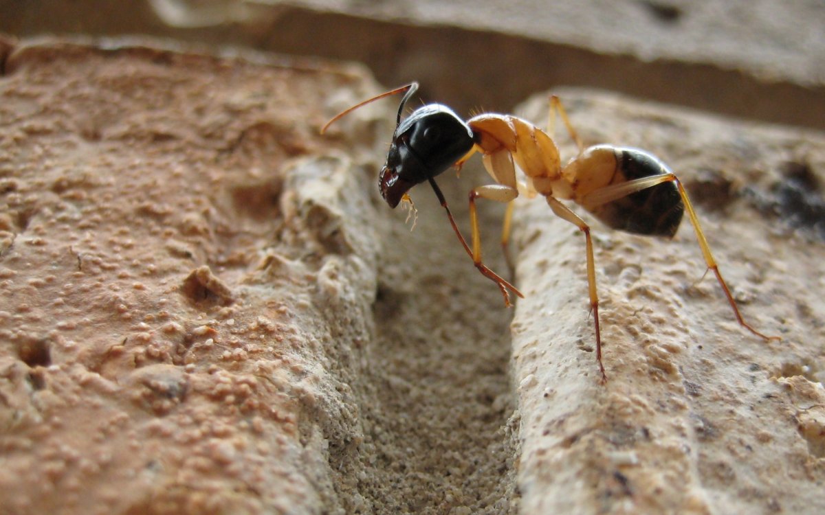 Camponotus няньки