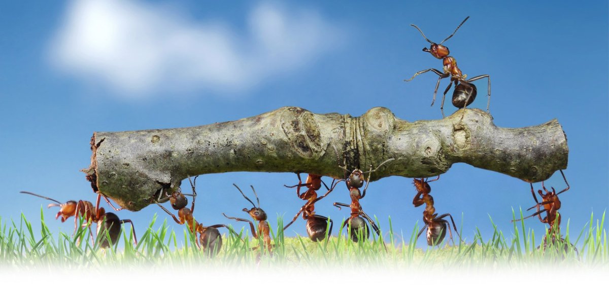 Муравьи весной