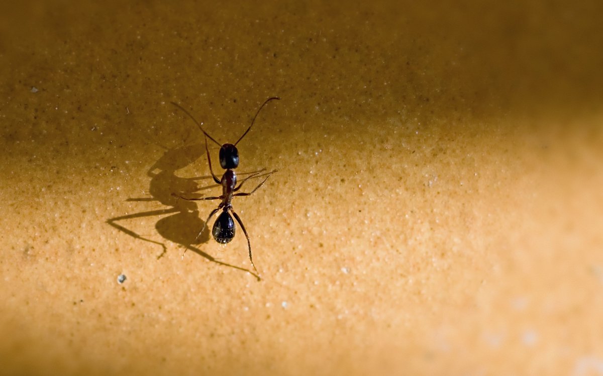 Муравьи обои