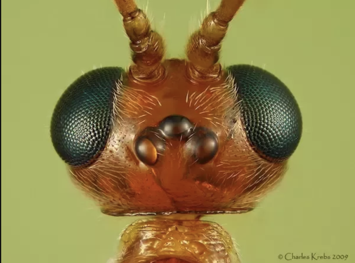 Глаза муравья