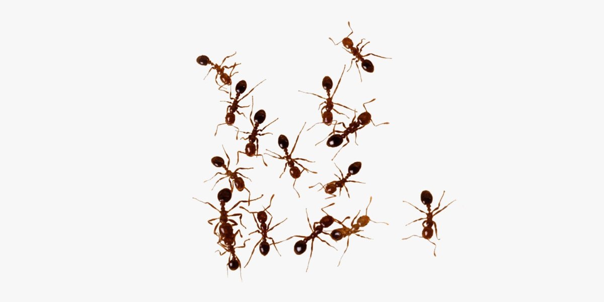 Фон для презентации муравьев