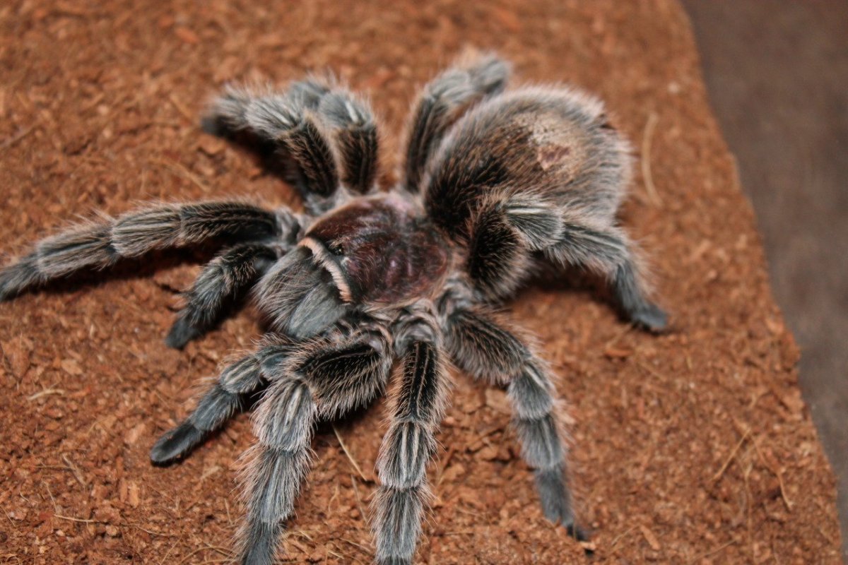 Апулийский Тарантул