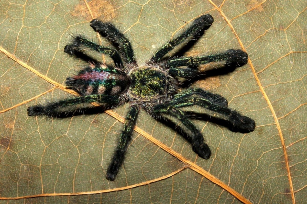 Паутина Avicularia versicolor