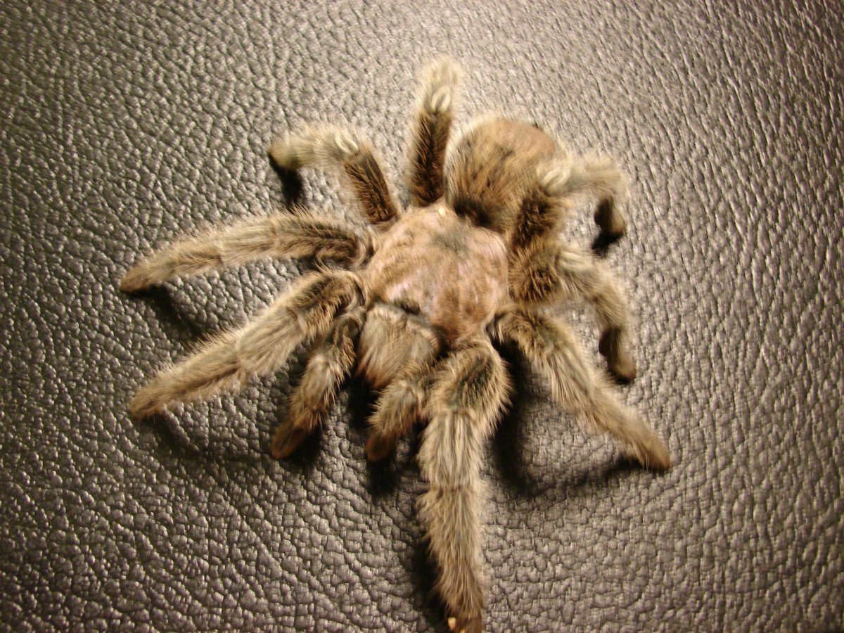 Паук песчаный Тарантул