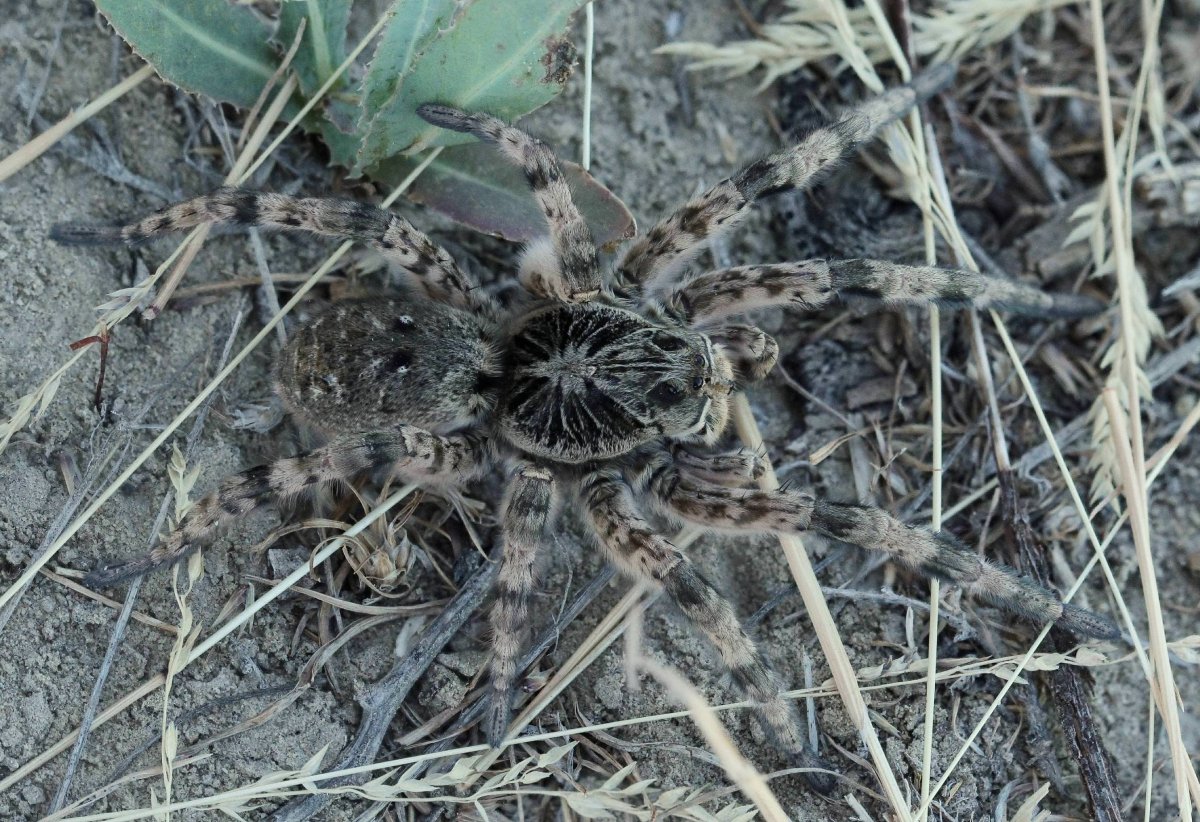 Тарантулы Северного Казахстана