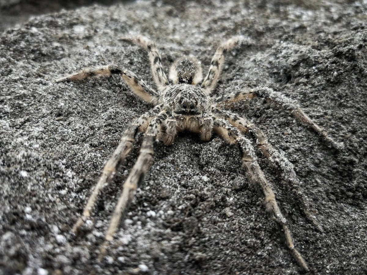 Паук Тарантул Южнорусский