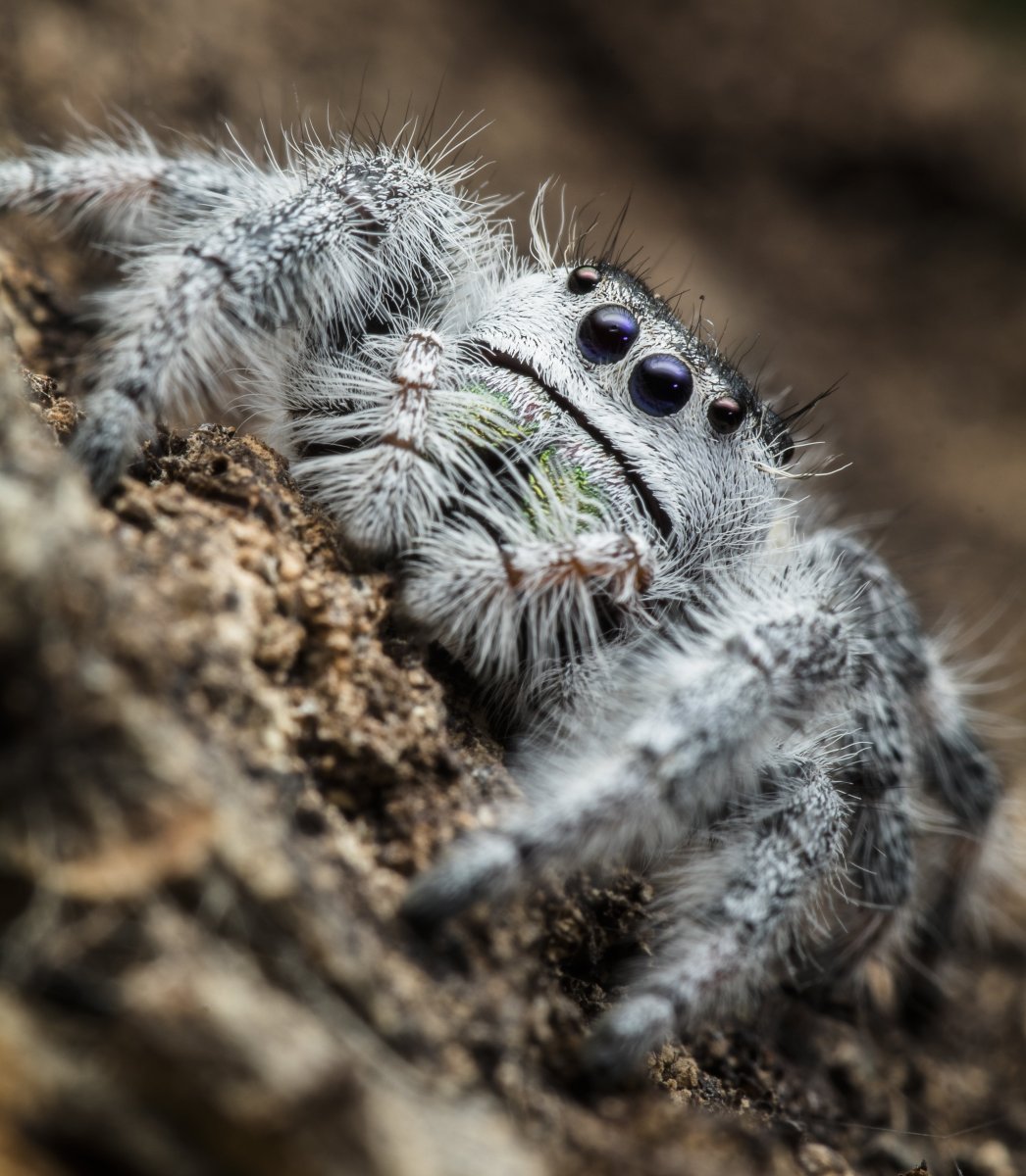 Восточный мышиный паук фото