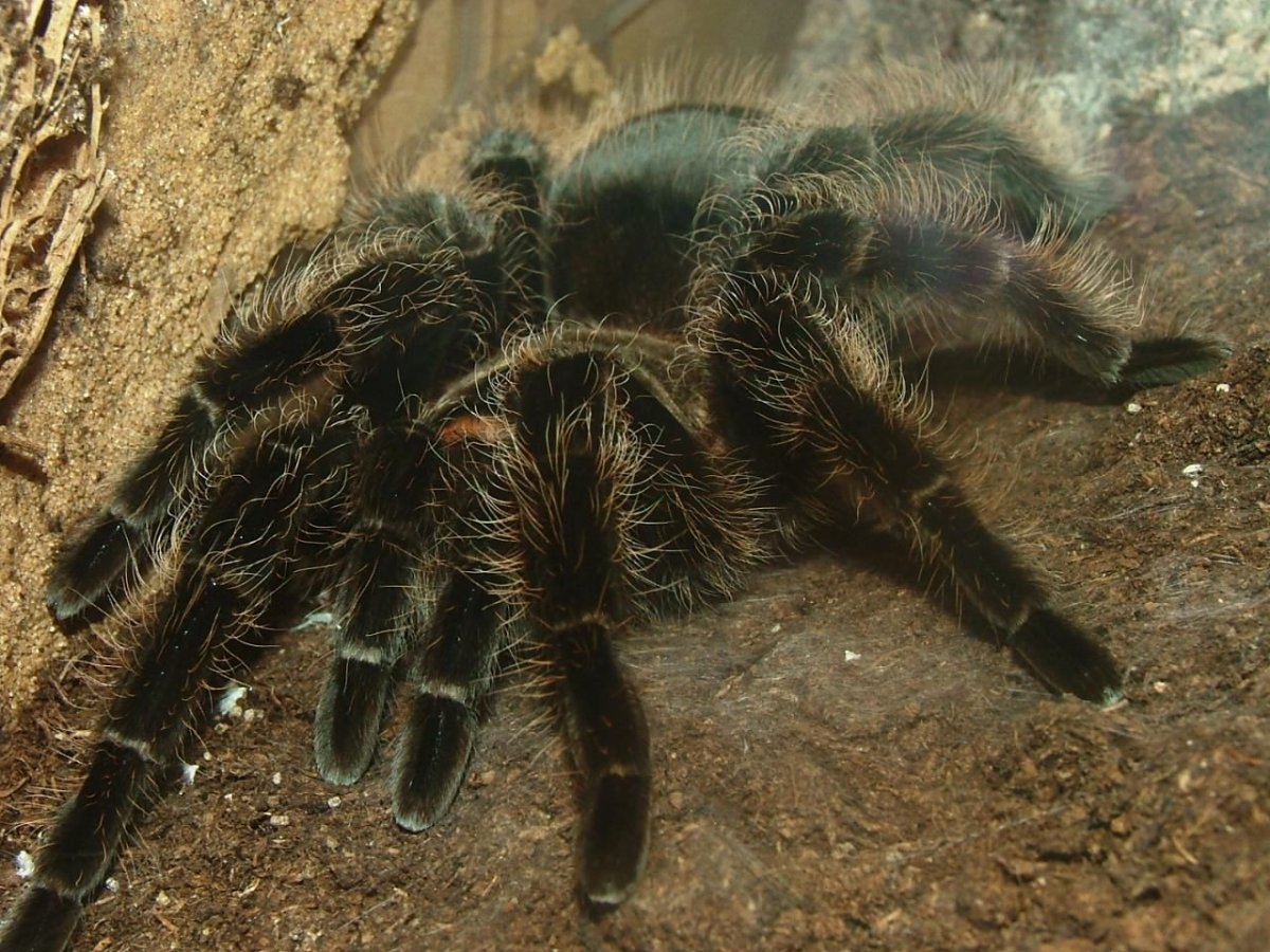 Паук полевой тарантул