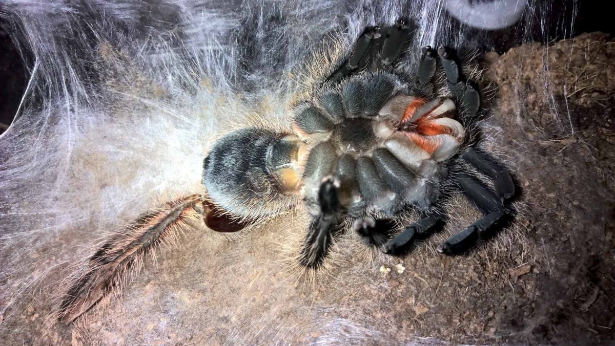 Серый Тарантул