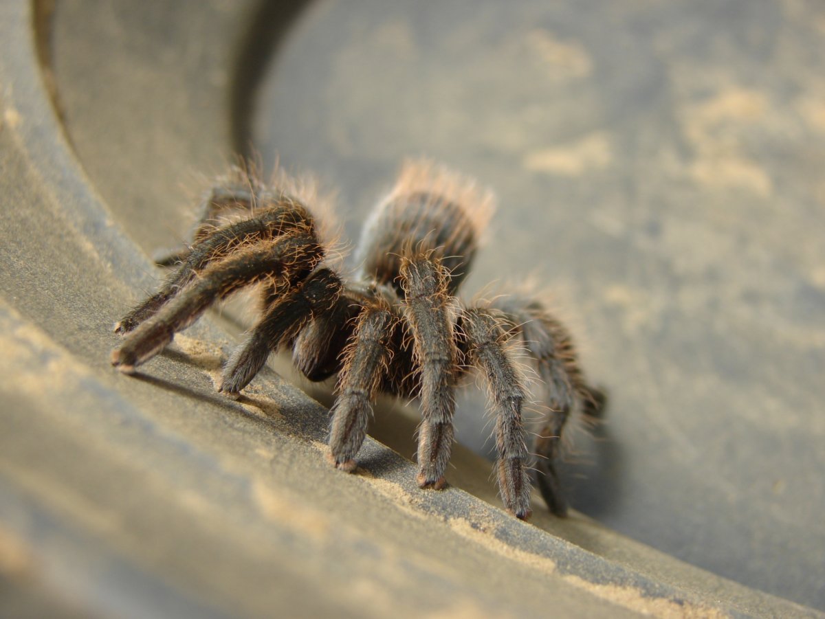 Кокосовый паук Тарантул