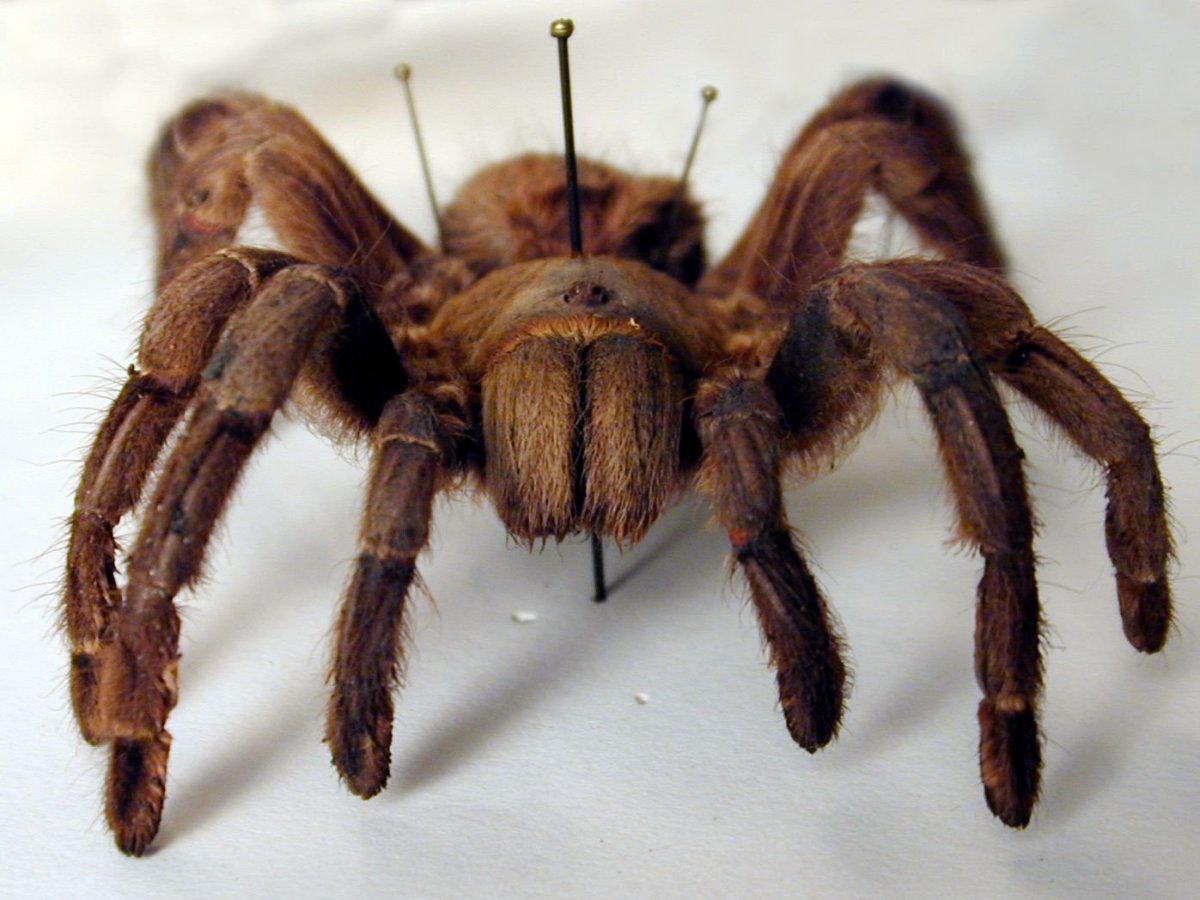Паук волосатик