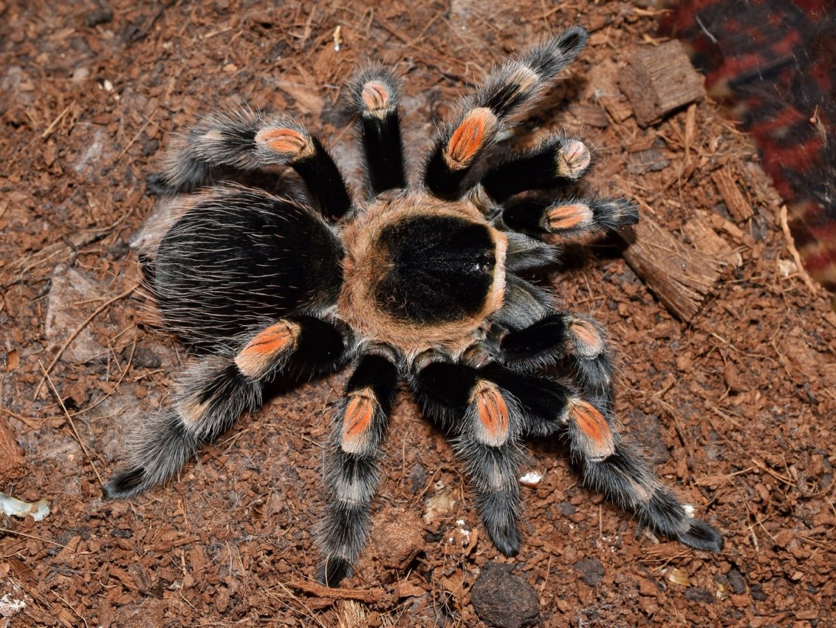 Паук Тарантул австралийский