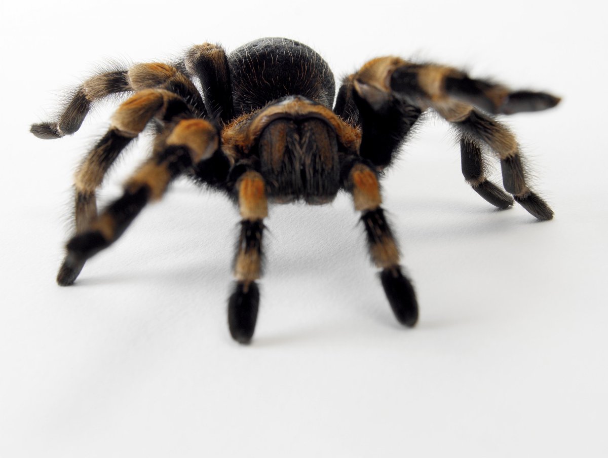 Тарантул на белом фоне