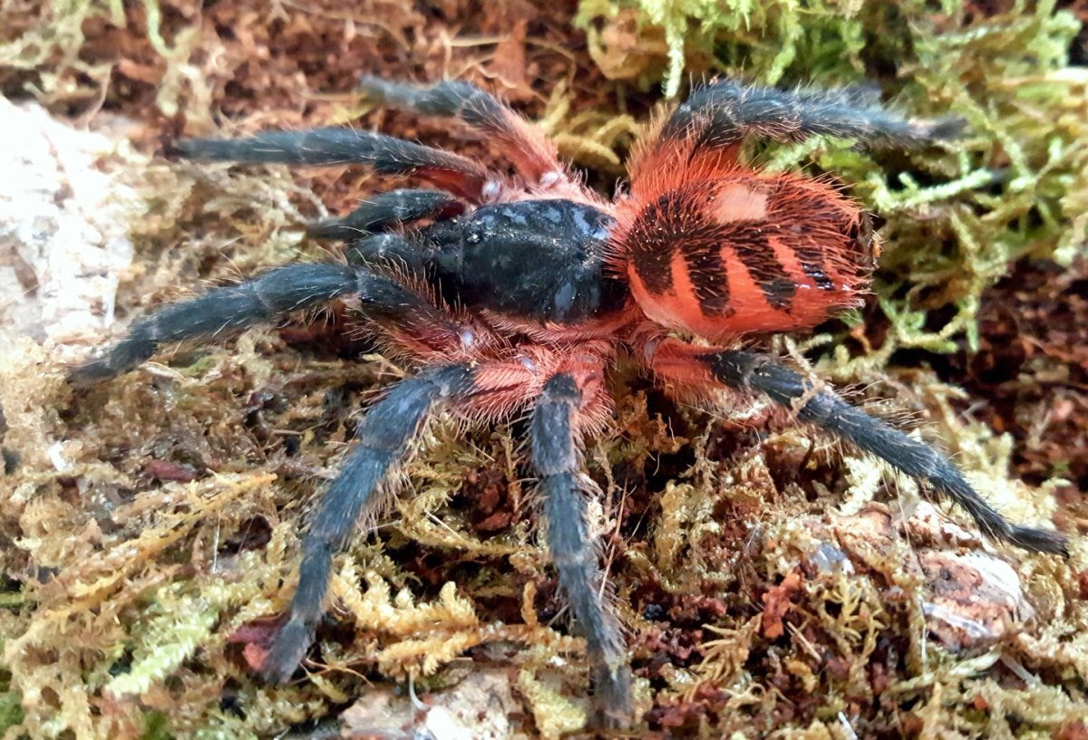 Паук птицеед ядовитый