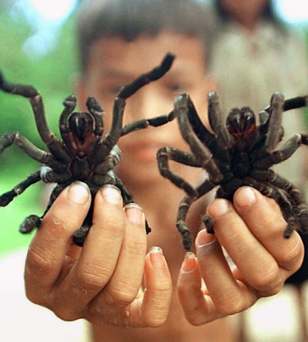 Много тарантулов